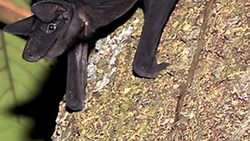 Kelelawar Berbahu Kuning Kecil. Foto: Bored Panda