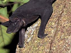 Spesies Kelelawar Seram, Bikin Merinding yang Melihat