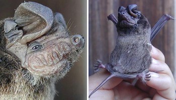 Kelelawar Bulldog. Foto: Bored Panda