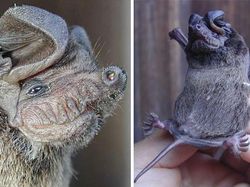 Spesies Kelelawar Seram, Bikin Merinding yang Melihat