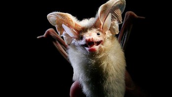 Kelelawar Roundleaf Pendlebury. Foto: Bored Panda