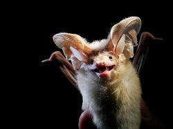 Spesies Kelelawar Seram, Bikin Merinding yang Melihat