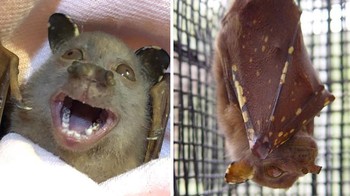 Kelelawar Bertelinga Bulat Putih. Foto: Bored Panda