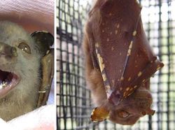 Spesies Kelelawar Seram, Bikin Merinding yang Melihat