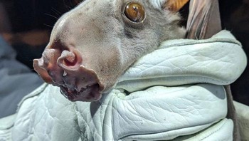 Kelelara Berkepala Palu. Foto: Bored Panda