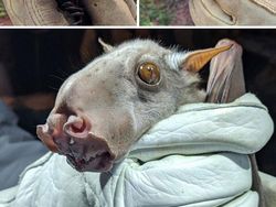 Spesies Kelelawar Seram, Bikin Merinding yang Melihat