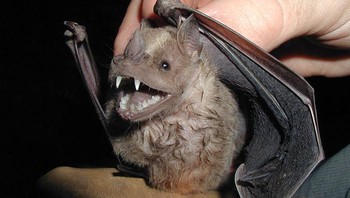 Kelelawar Kecil Berbahu Putih. Foto: Bored Panda