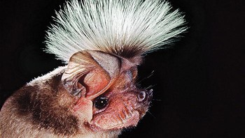 Kelelawar Chapin Tanpa Ekor. Foto: Bored Panda