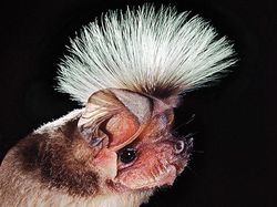 Spesies Kelelawar Seram, Bikin Merinding yang Melihat