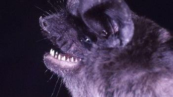 Kelelawar Buah Jamaika. Foto: Bored Panda