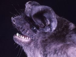 Spesies Kelelawar Seram, Bikin Merinding yang Melihat