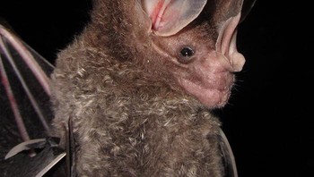 Kelelawar Berbulu Telinga Besar. Foto: Bored Panda
