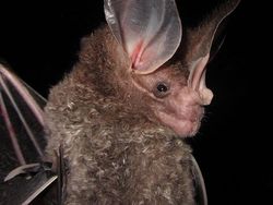 Spesies Kelelawar Seram, Bikin Merinding yang Melihat