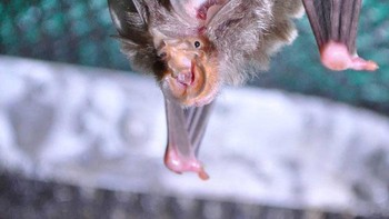 Kelelawarn Horseshoe Kecil. Foto: Bored Panda