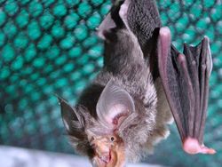 Spesies Kelelawar Seram, Bikin Merinding yang Melihat