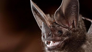 Kelelawar Bertelinga Bulat Pygmy. Foto: Bored Panda