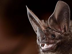 Spesies Kelelawar Seram, Bikin Merinding yang Melihat