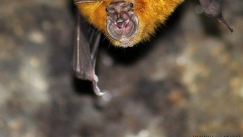 Kelelawar Rufous Horseshoe. Foto: Bored Panda