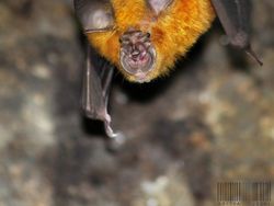 Spesies Kelelawar Seram, Bikin Merinding yang Melihat