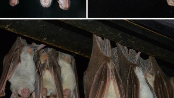 Kelelawar Hantu. Foto: Bored Panda