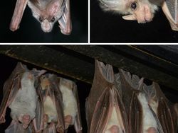 Spesies Kelelawar Seram, Bikin Merinding yang Melihat