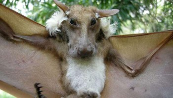 Kelelawar buah Epauletted Buettikofer. Foto: Bored Panda