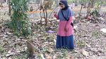 Kemarau Bikin Monyet di Hutan Blora Turun ke Jalan Demi Makanan
