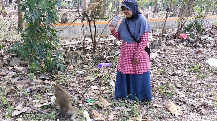 Kemarau Bikin Monyet di Hutan Blora Turun ke Jalan Demi ...