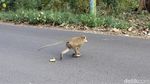 Kemarau Bikin Monyet di Hutan Blora Turun ke Jalan Demi Makanan