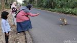 Kemarau Bikin Monyet di Hutan Blora Turun ke Jalan Demi Makanan