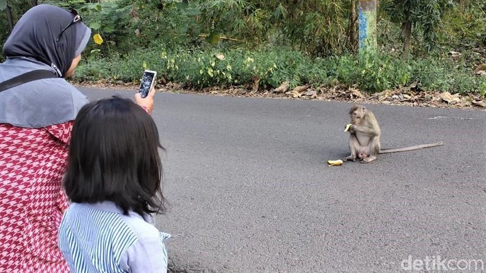 Kemarau Bikin Monyet di Hutan Blora Turun ke Jalan Demi Makanan Kekeringan di musim kemarau membuat sejumlah monyet liar bermunculan di tepi jalan kawasan Blora. Monyet-monyet itu turun ke jalan untuk mencari makanan.