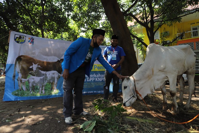 Kurban untuk Sesama yang Membutuhkan Organisasai Kepemudaan KNPI menggelar Qurban bersama dengan mengumpulkan hewan kurban dari pengurus dan donatur untuk didistribusikan kepada masyarakat yang membutuhkan.