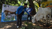 Sekjen DPP KNPI Addin Jauharuddin bersama Ketua Harlah DPP KNPI, Pius Bria meninjau Sapi Kurban yang hendak di potong di Media Center DPP KNPI, Jakarta. Sedikitnya ada 35 hewan kurban berupa 17 ekor sapi dan 18 kambing. Foto: dok. KNPI