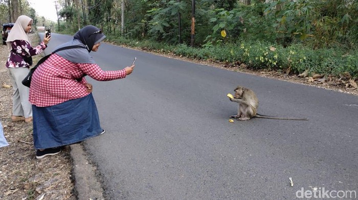 Monyet turun ke jalan di Blora