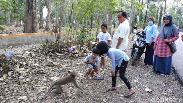 Monyet turun ke jalan di Blora