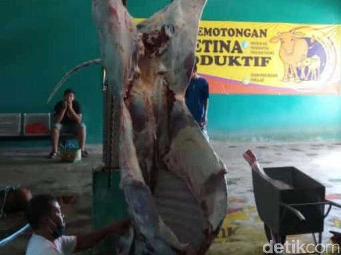 rph di blitar semmbelih hewan kurban