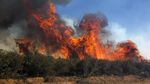 1.300 Damkar Berjibaku Halau Kebakaran Hutan di California