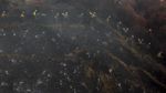 1.300 Damkar Berjibaku Halau Kebakaran Hutan di California