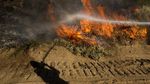 1.300 Damkar Berjibaku Halau Kebakaran Hutan di California