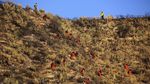 1.300 Damkar Berjibaku Halau Kebakaran Hutan di California