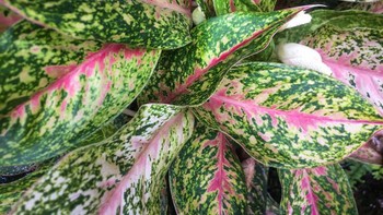 Aglaonema atau sri rejeki adalah genus yang memiliki sekitar 20 spesies. Salah satu spesies yang paling dikenal memiliki daun berwarna hijau dan merah dengan stem berwarna putih atau krem. Bibit tanaman ini bisa dibeli dengan harga mulai dari Rp 350.000 sampai jutaan rupiah. Foto: Istimewa