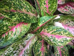 Potret Aneka Tanaman Hias Cantik yang Populer Saat Ini