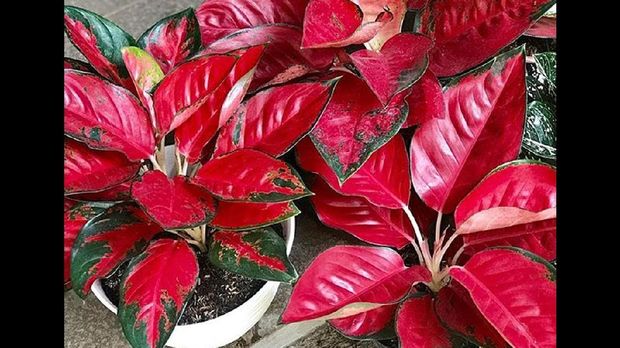 Download Tanaman Hias Aglaonema Aglonema Merah Gallery