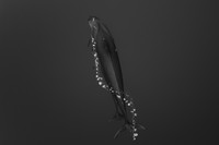 AIPP Silver Lining Awards 2020