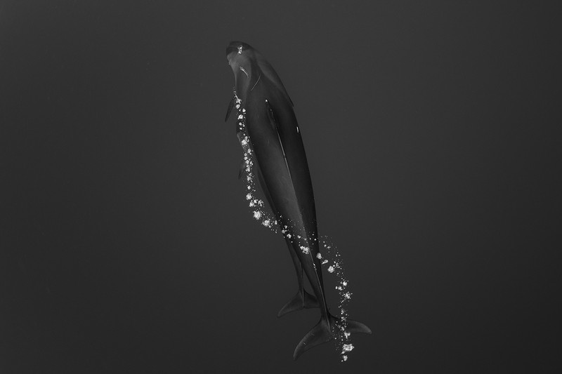 AIPP Silver Lining Awards 2020