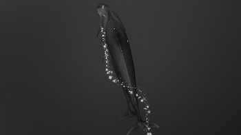 Jawara kategori Wild diraih Scott Portelli. Foto: AIPP Silver Lining Awards 2020