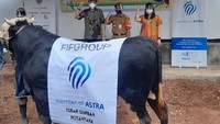 Pada musim haji Idul Adha tahun ini, FIFGroup menyalurkan Dana Sosial Syariah untuk sedekah kurban senilai Rp 1,7 miliar untuk pembelian 537 kambing dan 2 ekor sapi.