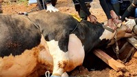 Para tukang potong siap menyembelih sapi berbobot 906 kg yang berasal dari penyaluran Dana Sosial Syariah FIFGroup.
