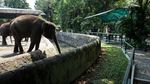 Gembira Loka Zoo Kembali Dibuka dengan Protokol Kesehatan