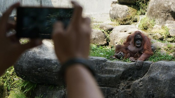 Kebun binatang Gembira Loka Zoo di Yogyakarta kembali dibuka untuk umum. Sejumlah protokol kesehatan pun diterapkan guna cegah COVID-19.